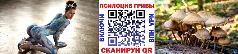 кракен онион  Курчатов  Псилоцибиновые грибы Psilocybe 
